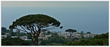 Arbres Capri